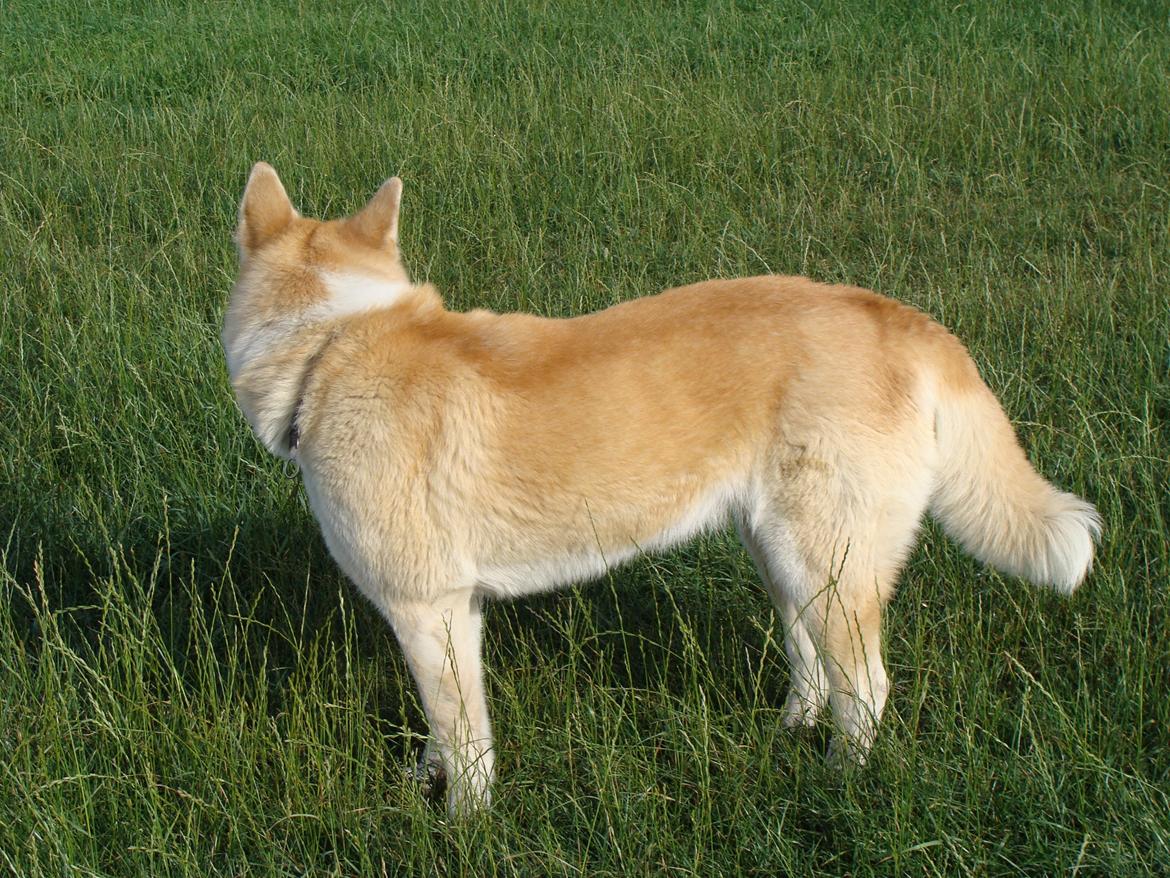 Akita inu Nara billede 17
