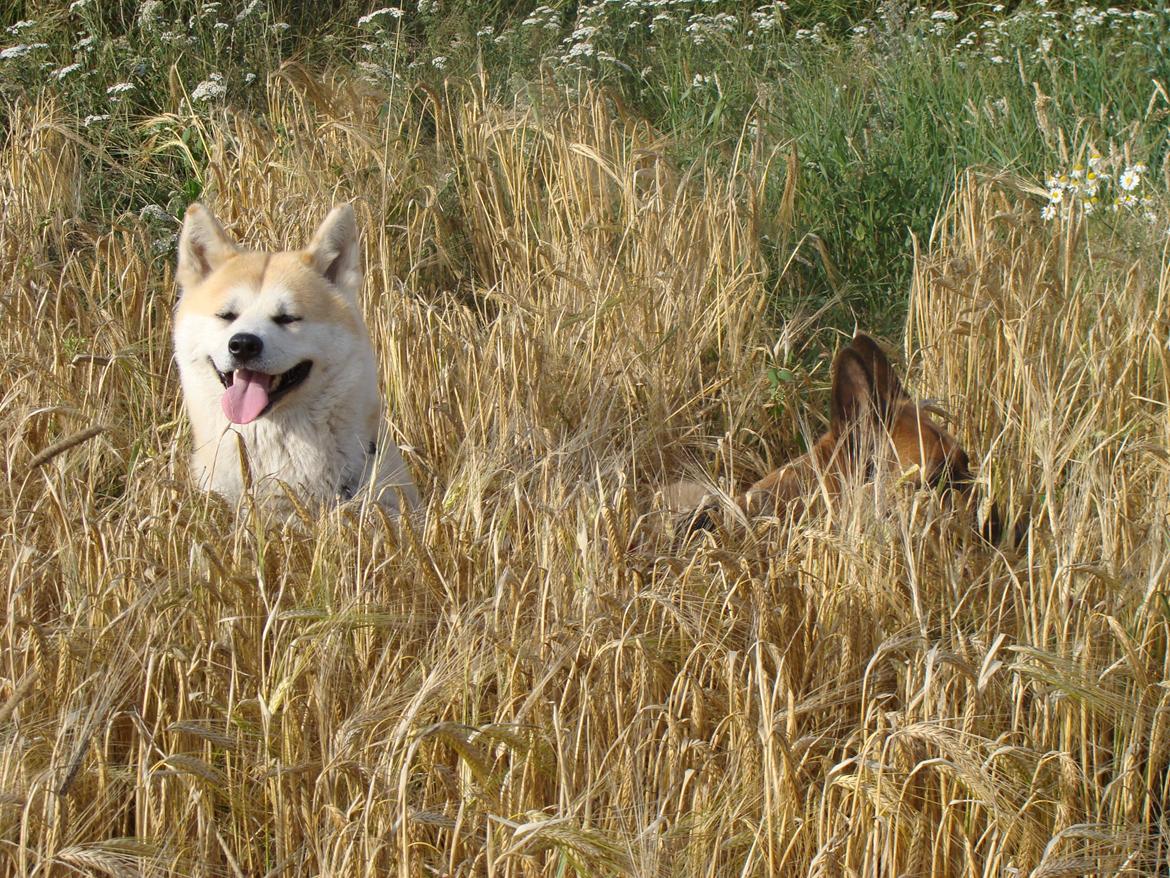 Akita inu Nara billede 1