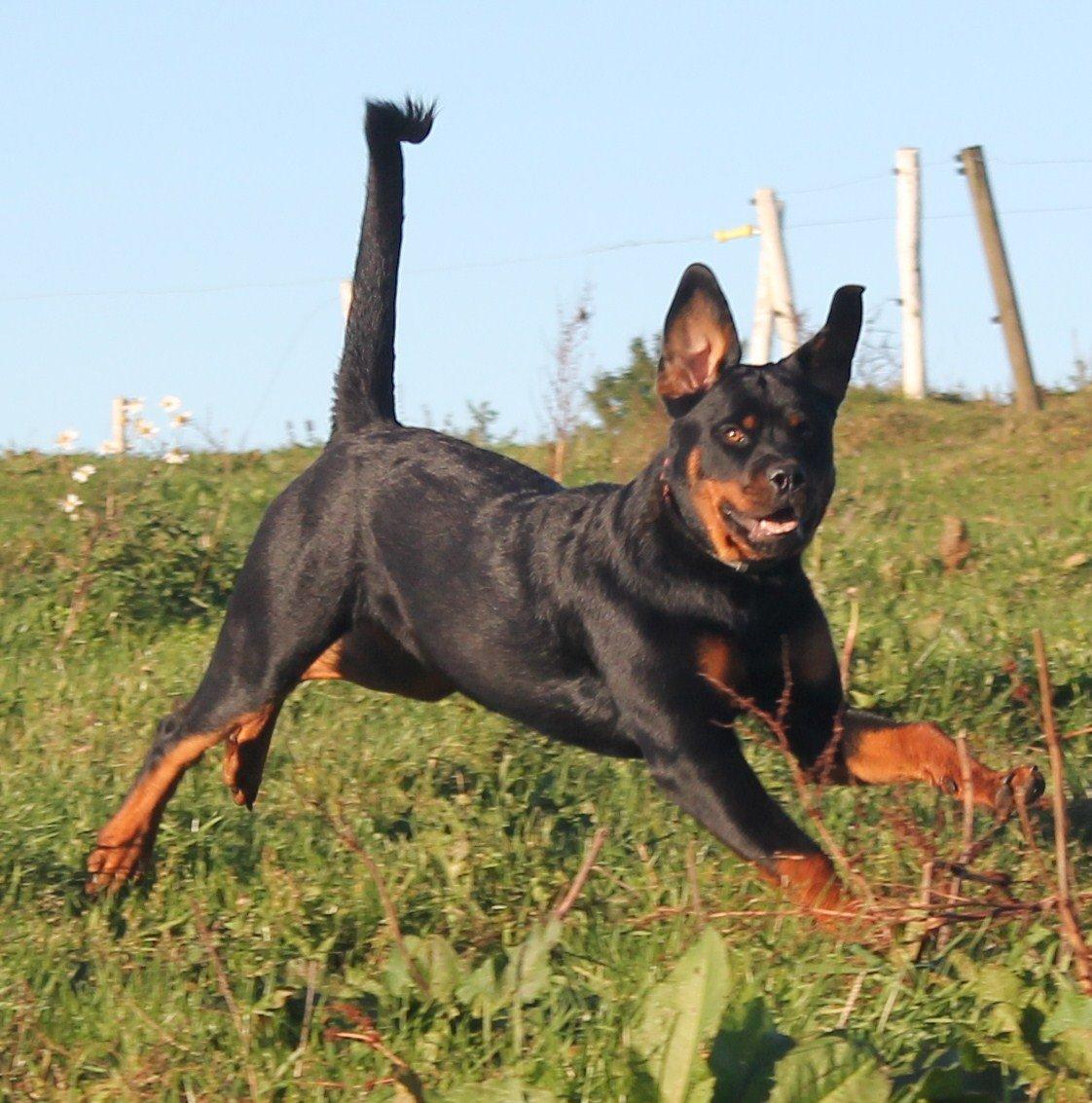 Rottweiler Kira/ R.I.P - puha hun vokser
7 mdr billede 11