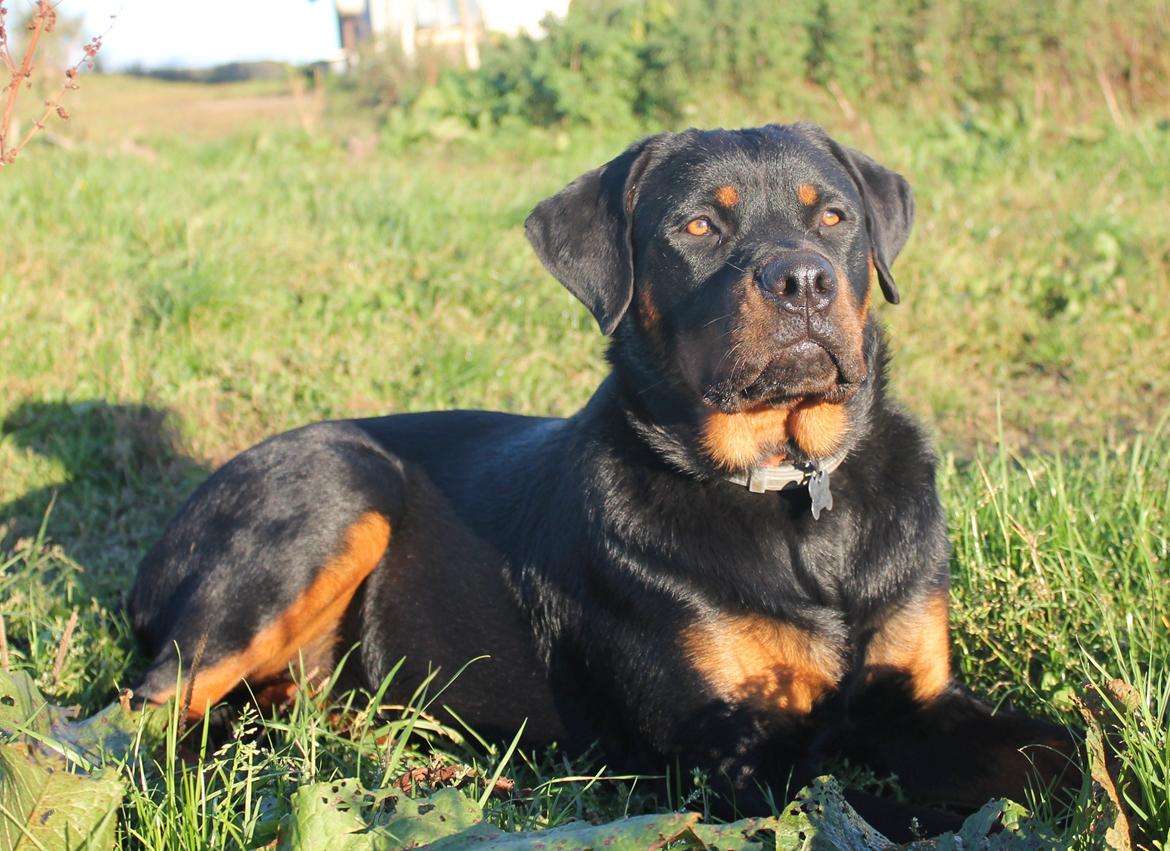 Rottweiler Kira/ R.I.P - VELKOMMEN TIL KIRAS PROFIL billede 2