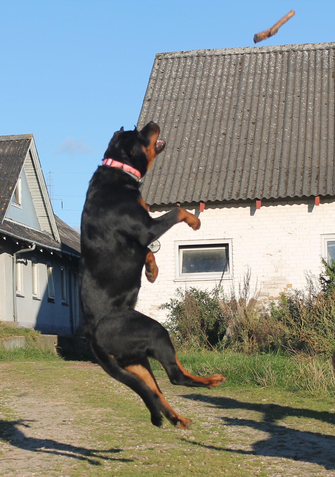 Rottweiler Kira/ R.I.P - springe kan jeg billede 22