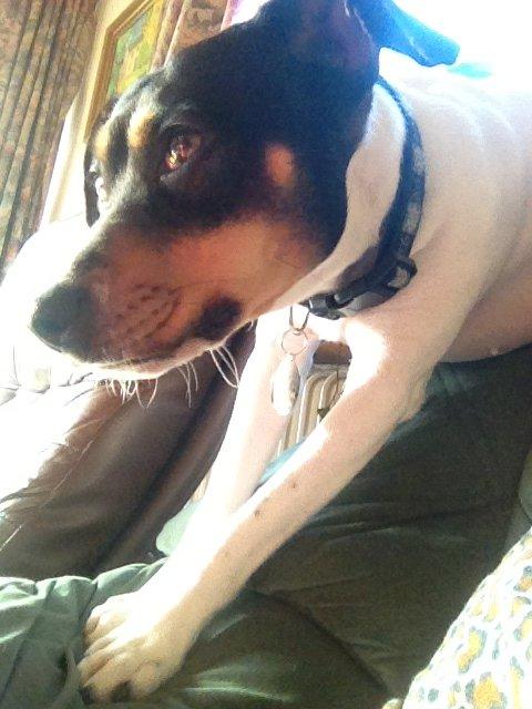 Dansk svensk gaardhund fede Fie  billede 1