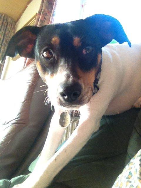 Dansk svensk gaardhund fede Fie  billede 2