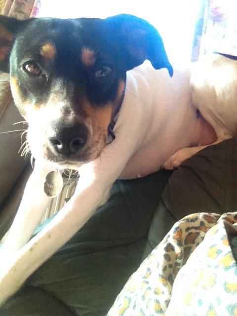 Dansk svensk gaardhund fede Fie  billede 3