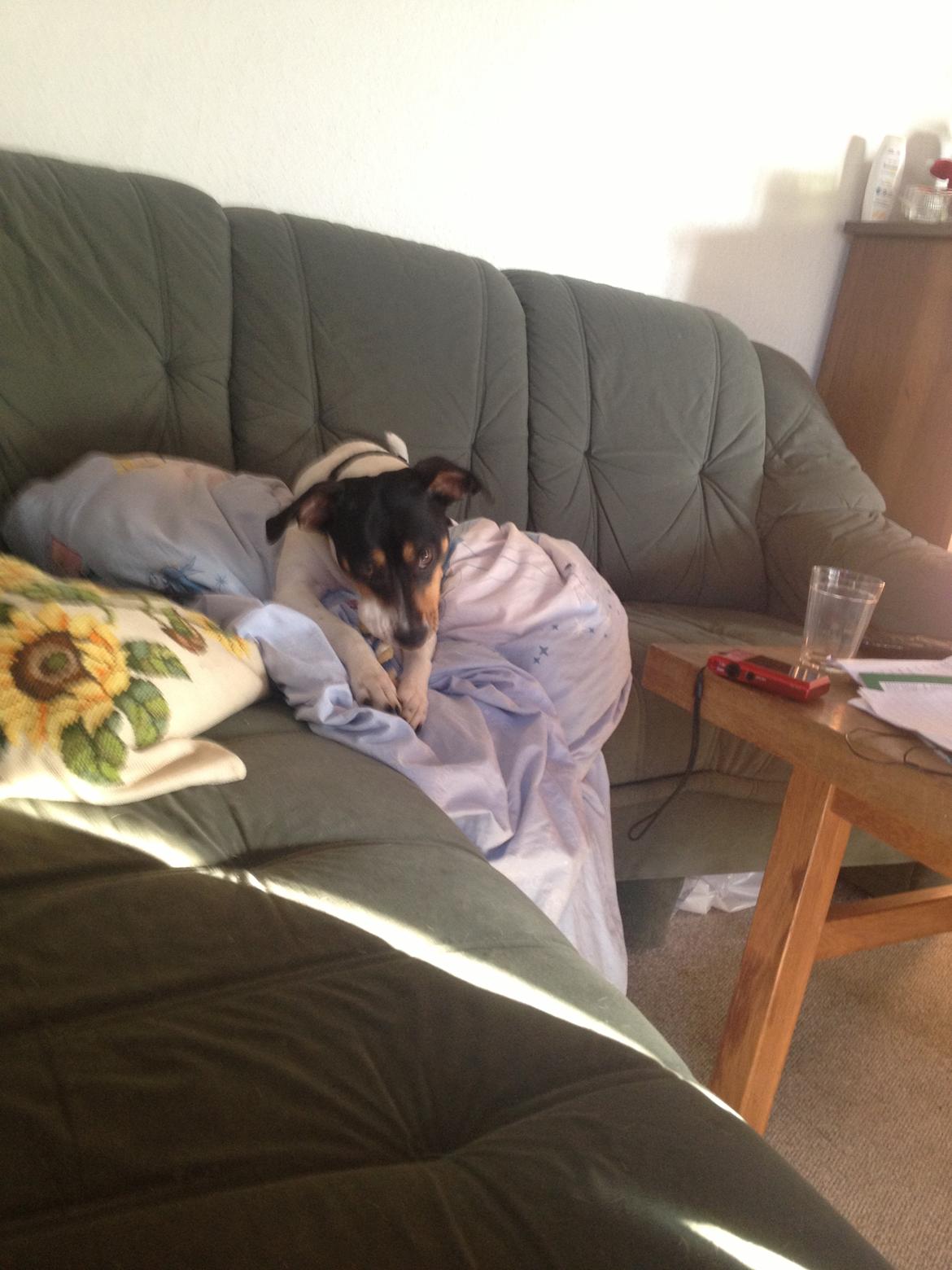 Dansk svensk gaardhund fede Fie  billede 4