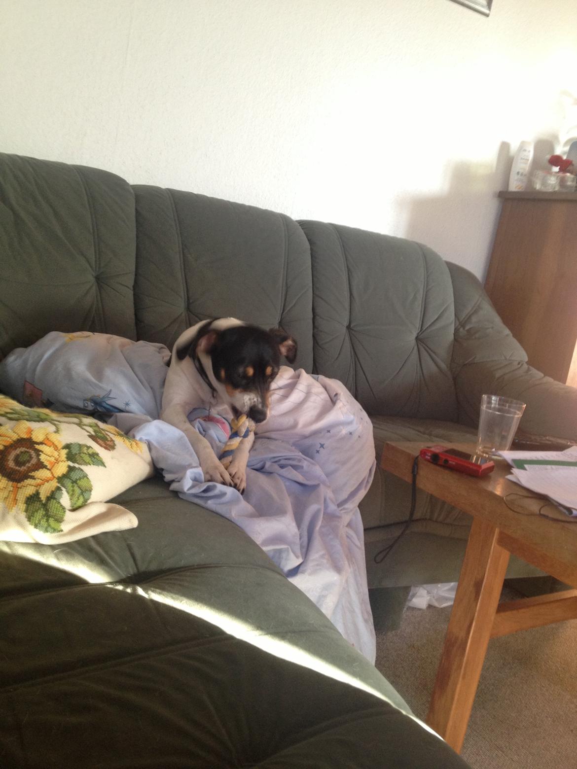 Dansk svensk gaardhund fede Fie  billede 5