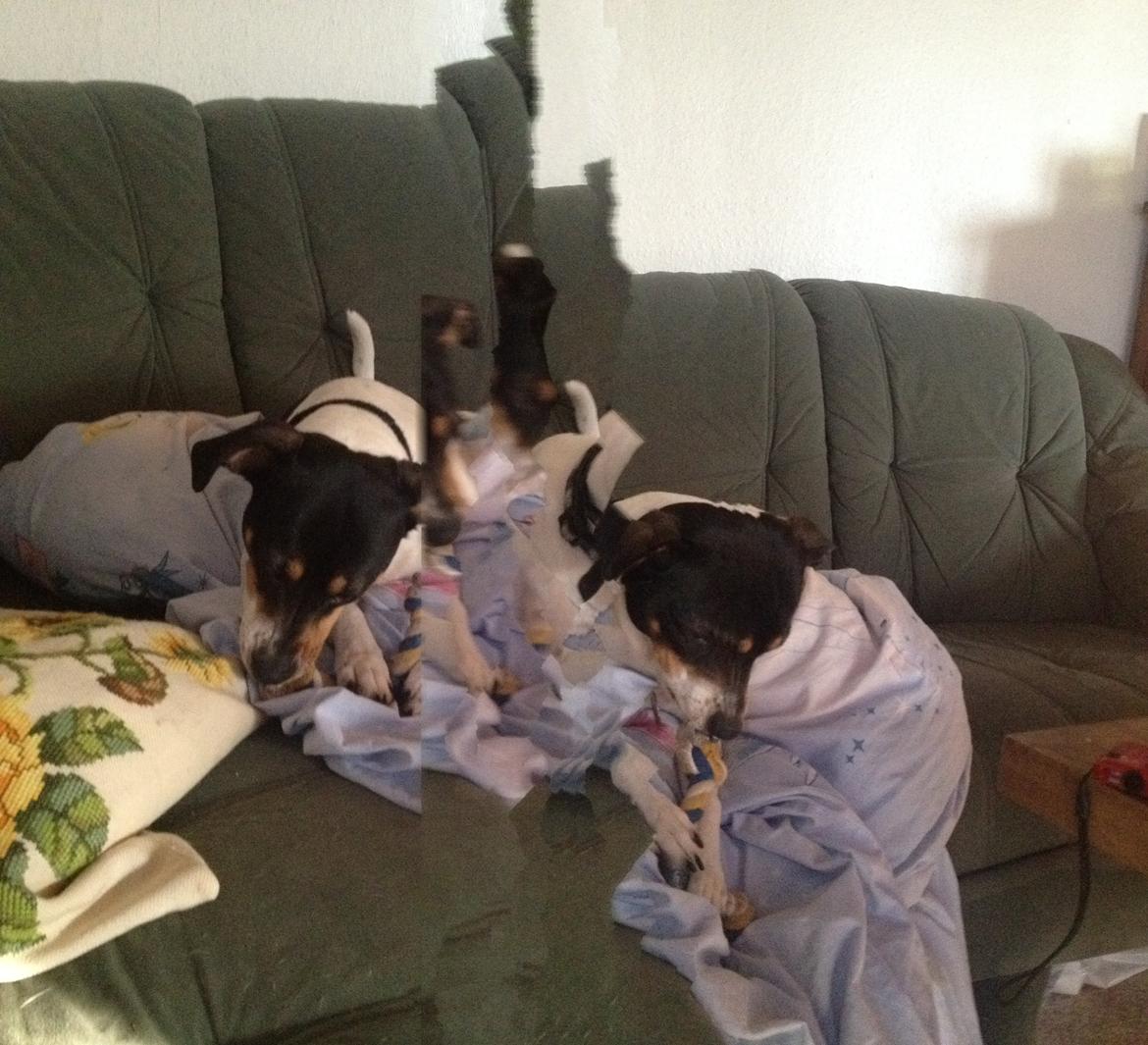 Dansk svensk gaardhund fede Fie  billede 6