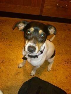 Dansk svensk gaardhund fede Fie  billede 7