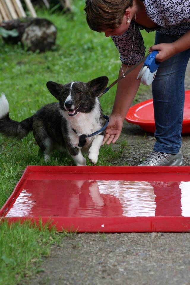 Welsh corgi cardigan Faarup Nixon - Foto: Mikkel S. Jensen billede 24