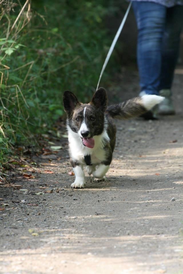 Welsh corgi cardigan Faarup Nixon - Foto: Mikkel S. Jensen billede 25