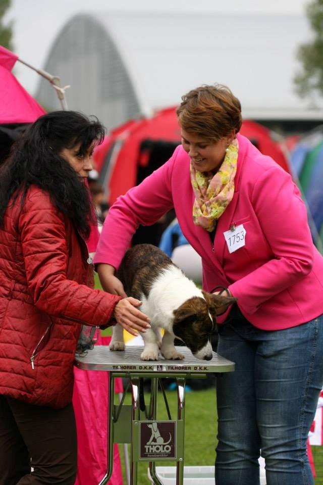 Welsh corgi cardigan Faarup Nixon - Op på bord. Det er intet problem ;-) Foto: Mikkel S. Jensen billede 26