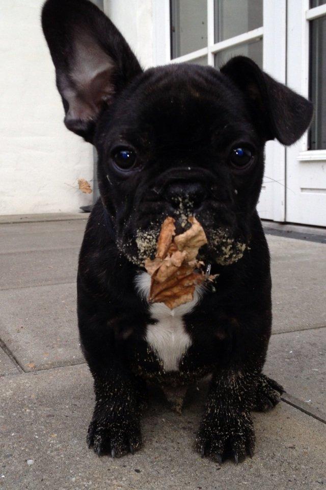 Fransk bulldog Humphrey Bogart - 9 uger. Humphrey er rendt ind i et spindelvæv og har nu lidt problemer med at få bladet af snuden ;) billede 4