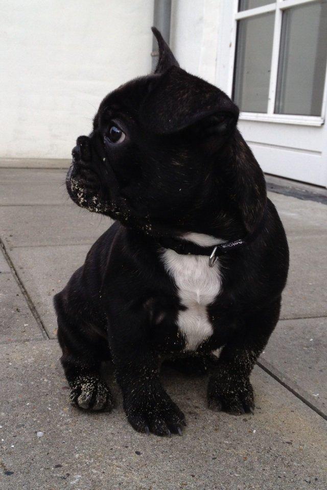 Fransk bulldog Humphrey Bogart billede 5