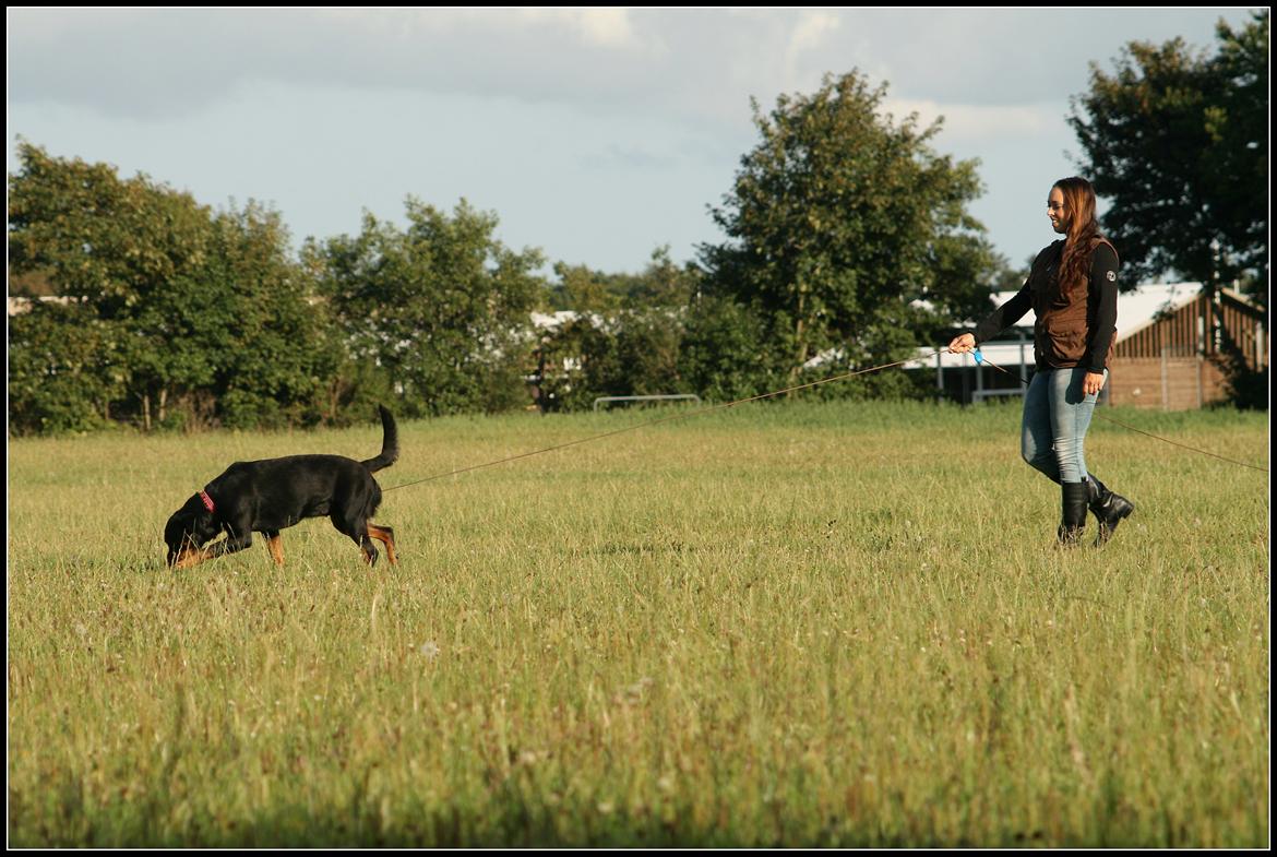 Rottweiler Lijepo´s Deedee - Sportræning billede 2
