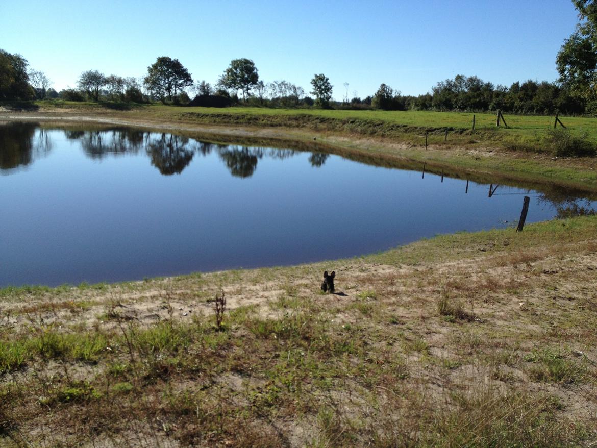 Fransk bulldog Humphrey Bogart billede 6