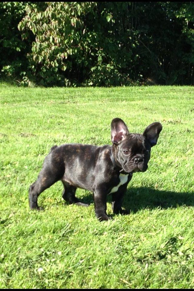 Fransk bulldog Humphrey Bogart billede 7