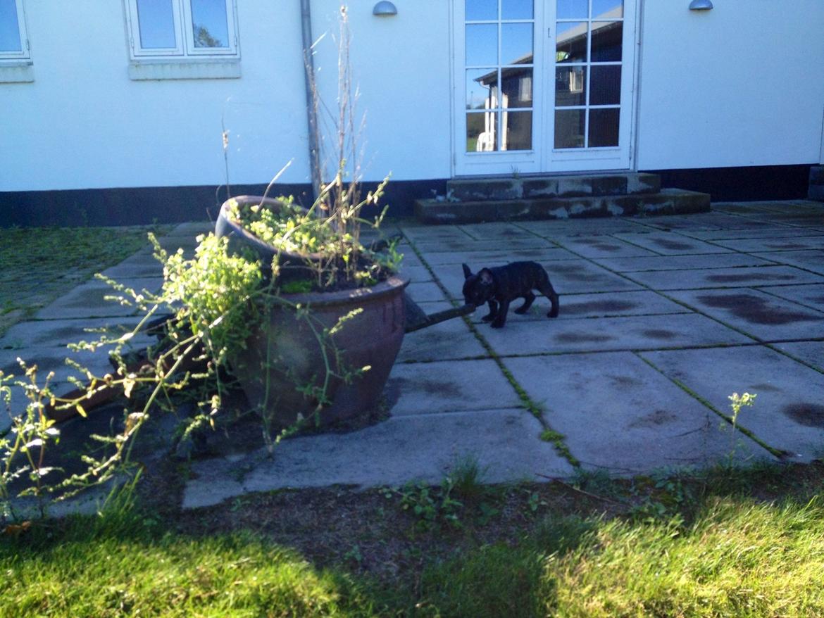 Fransk bulldog Humphrey Bogart billede 8