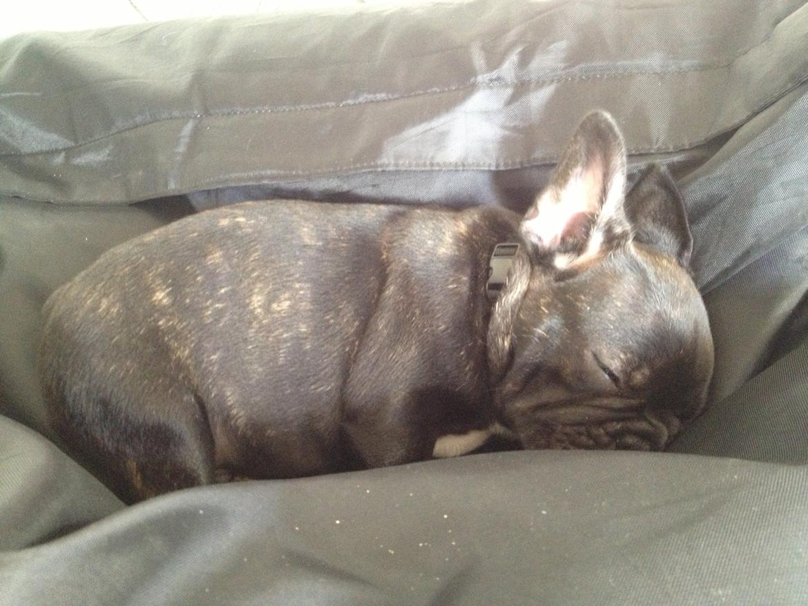 Fransk bulldog Humphrey Bogart billede 9