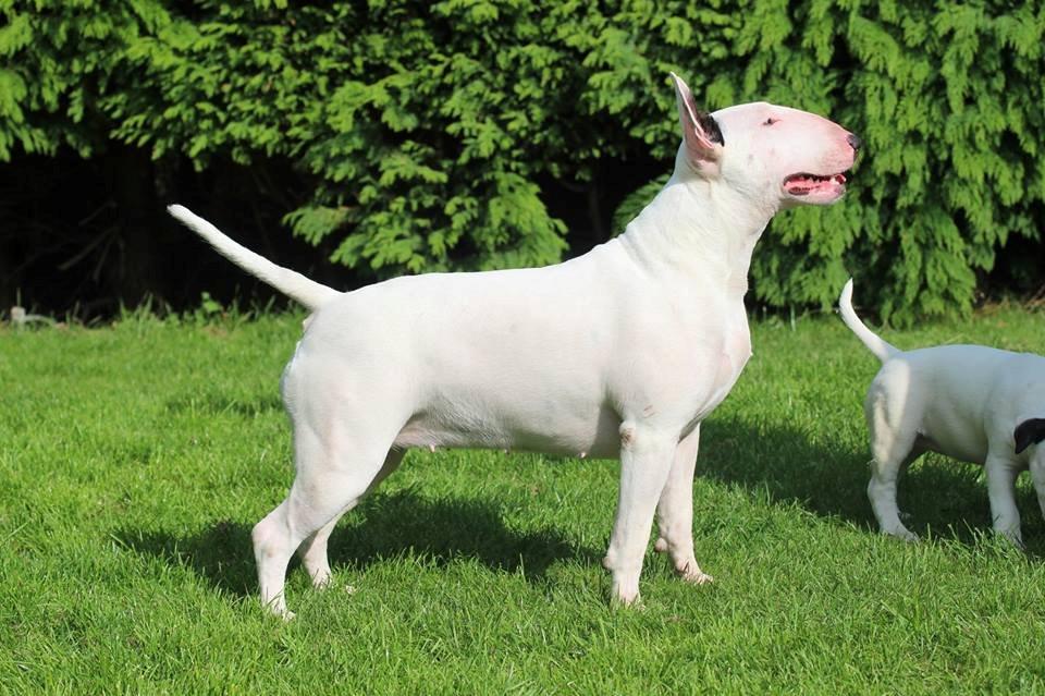 Bullterrier Amy - Amy 25.09.13 billede 4