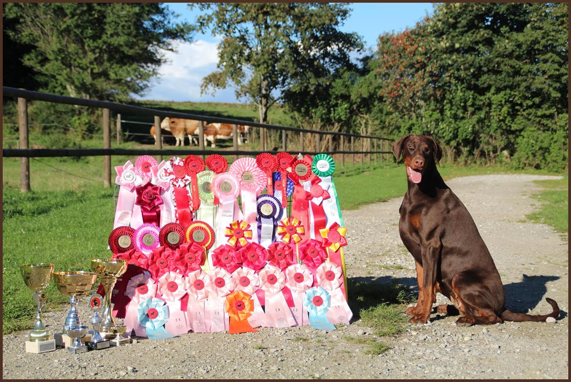 Dobermann DKKV13 AJW13 LUCH Proud Danish Flying Indian Girl - Præmieringer på 10 mdr billede 46
