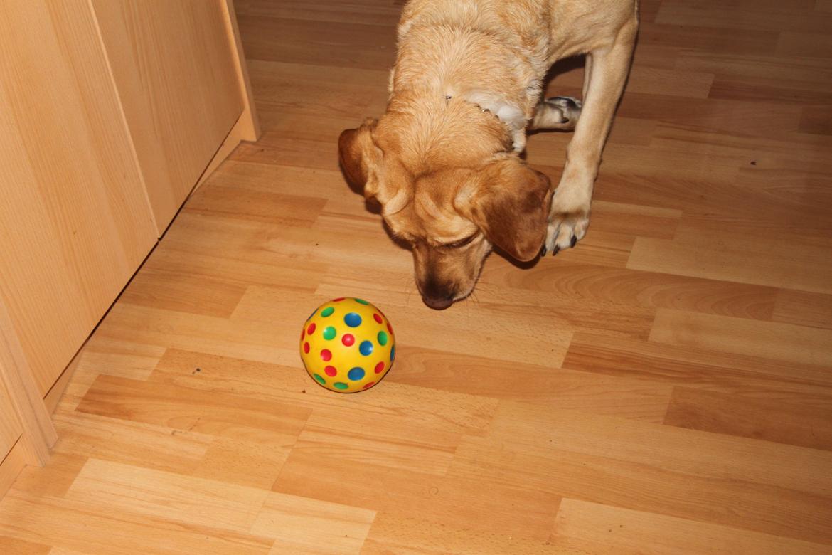 Blanding af racer lady billede 16