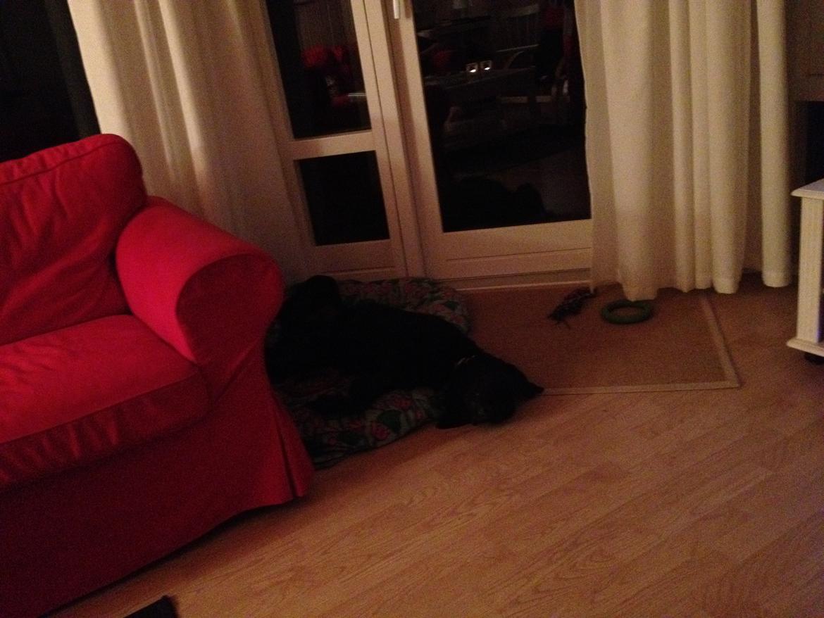 Labrador retriever ronja - inte er bedre end en god lur billede 1