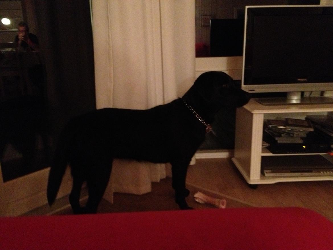 Labrador retriever ronja - ronja 1 år hun har fået sit første kødben  billede 2