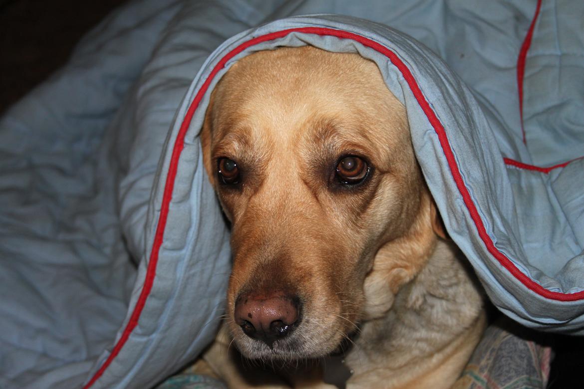 Blanding af racer lady billede 24