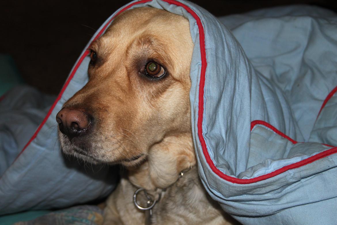 Blanding af racer lady billede 25