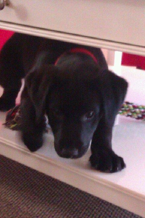 Labrador retriever ronja billede 3