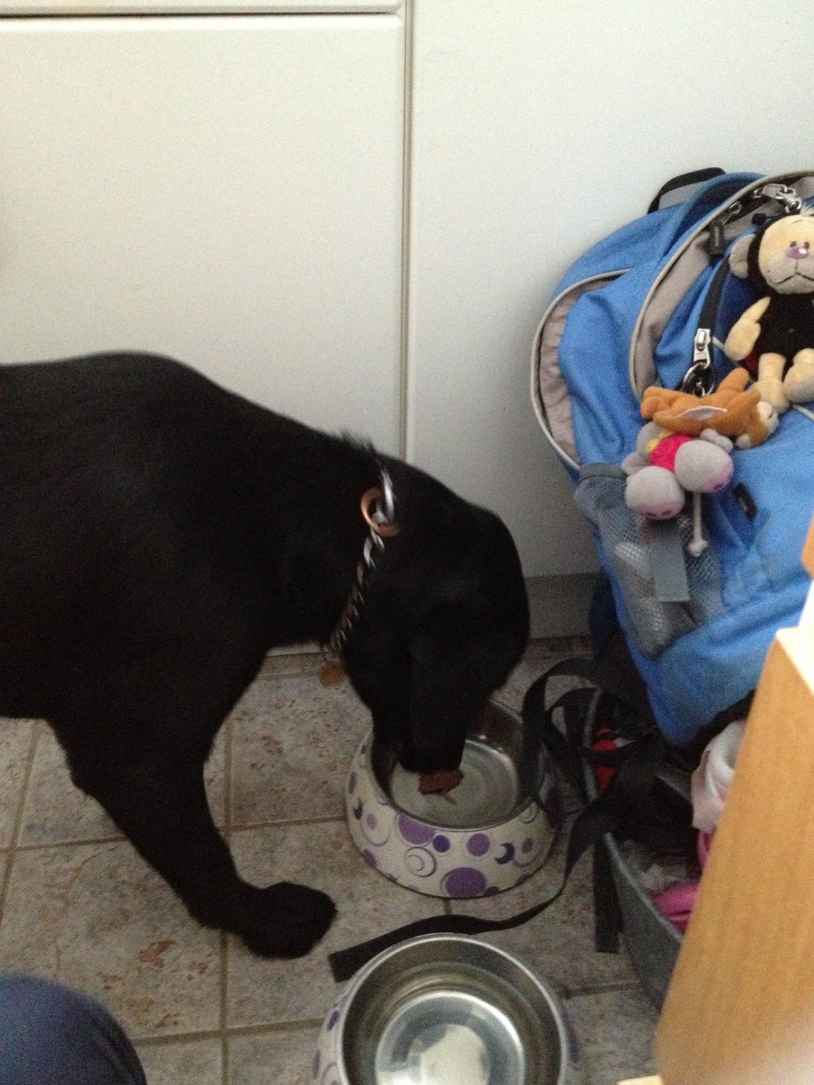 Labrador retriever ronja - ronja har få kød  billede 4