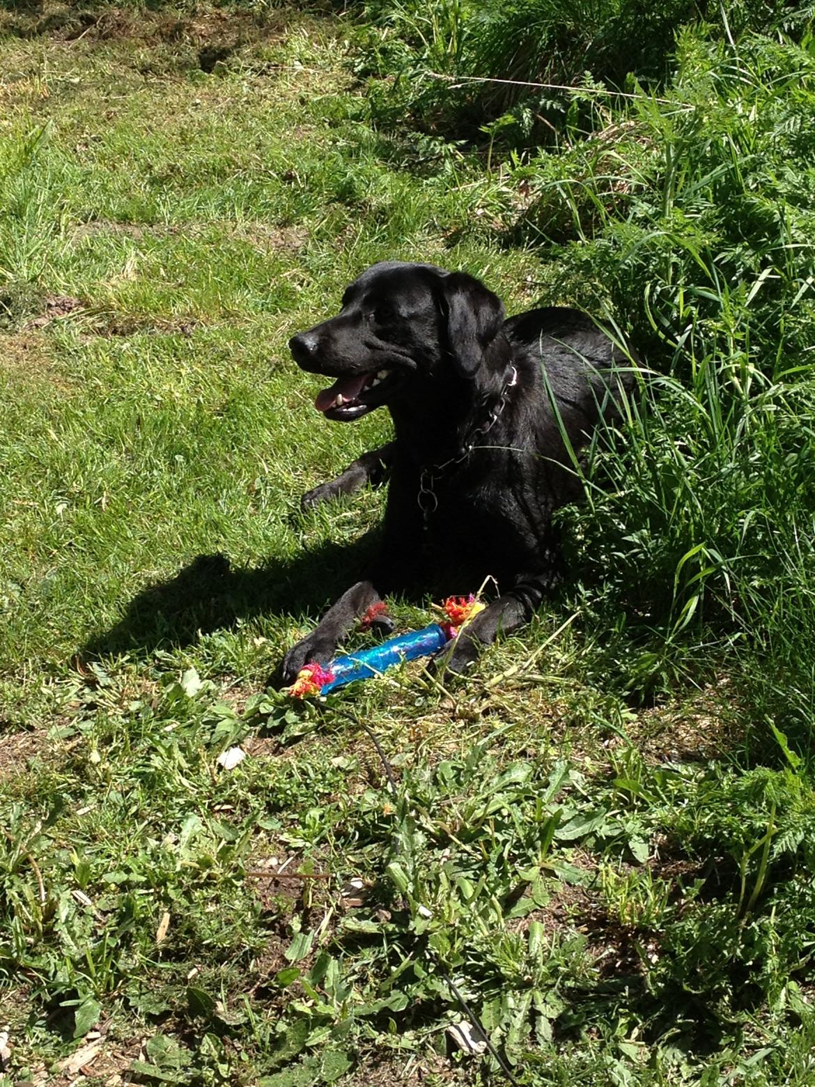 Labrador retriever ronja - ronja har det varmt i solen  billede 5