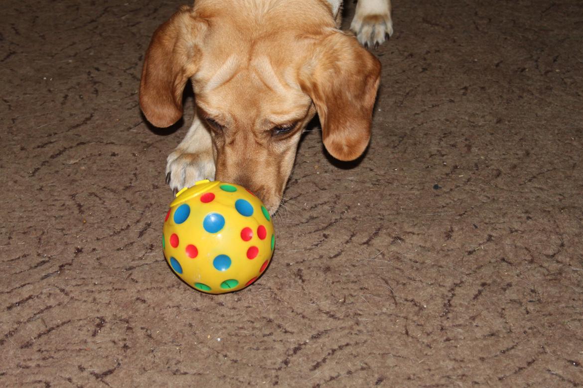 Blanding af racer lady billede 17