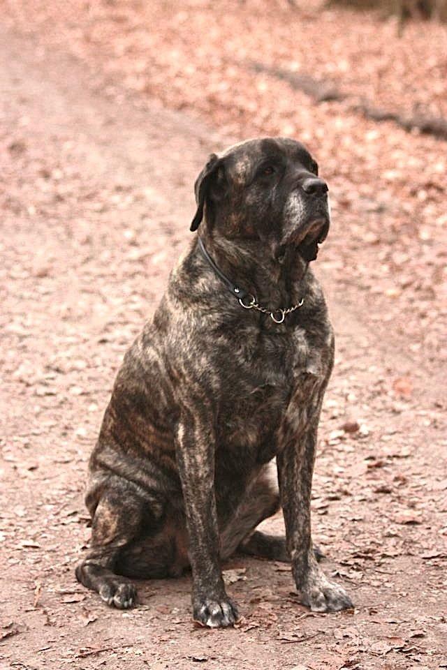 Mastiff Hugedogges Philipa billede 1