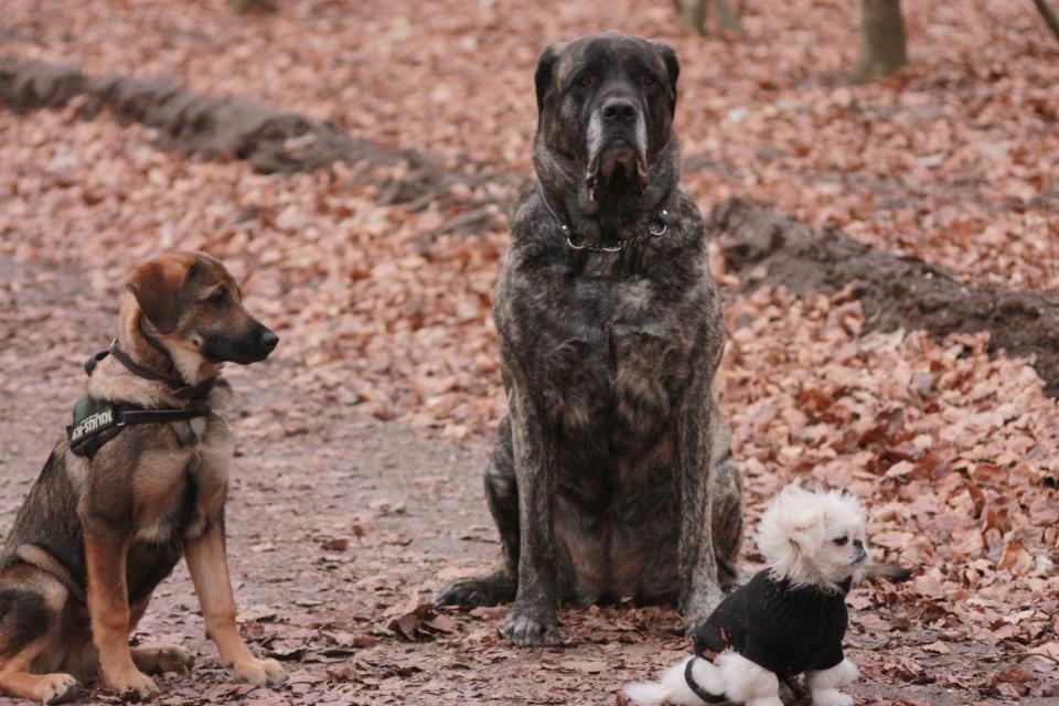 Mastiff Hugedogges Philipa billede 2