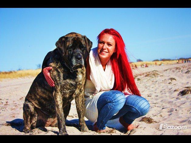Mastiff Hugedogges Philipa billede 3