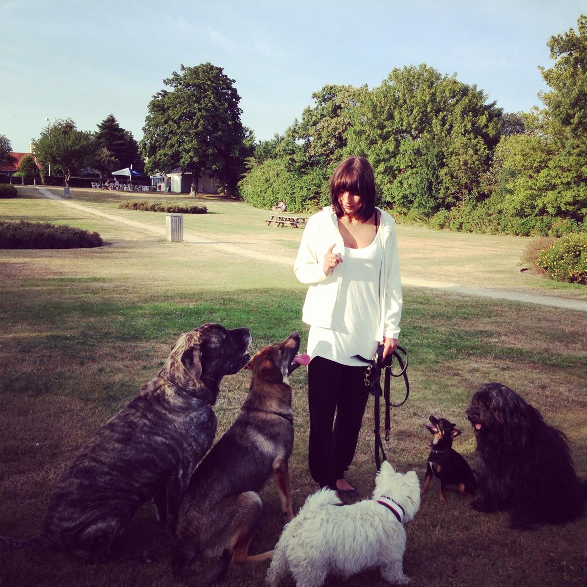 Mastiff Hugedogges Philipa billede 4