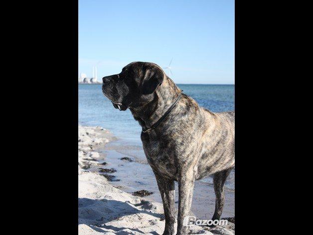 Mastiff Hugedogges Philipa billede 5