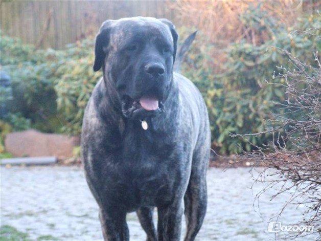 Mastiff Hugedogges Philipa billede 6