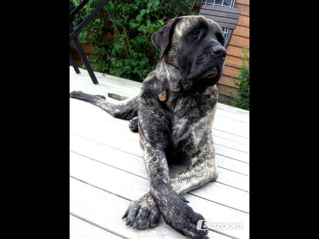 Mastiff Hugedogges Philipa billede 7