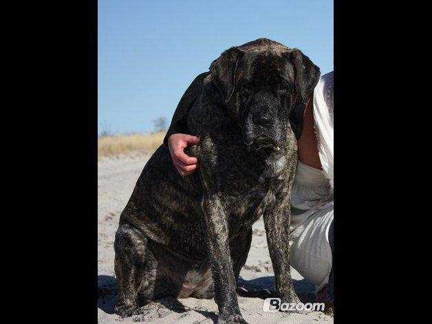 Mastiff Hugedogges Philipa billede 8