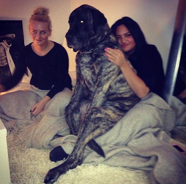 Mastiff Hugedogges Philipa billede 9