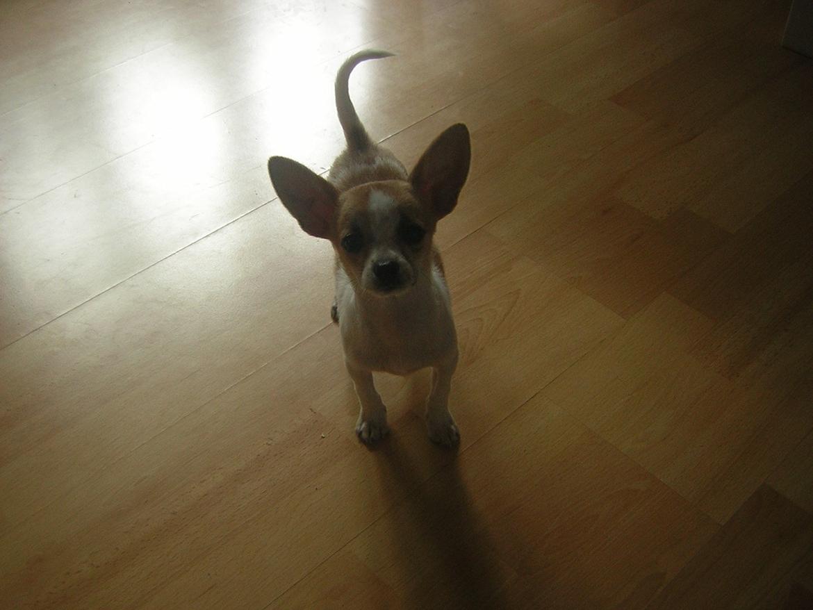 Chihuahua Maggie billede 1