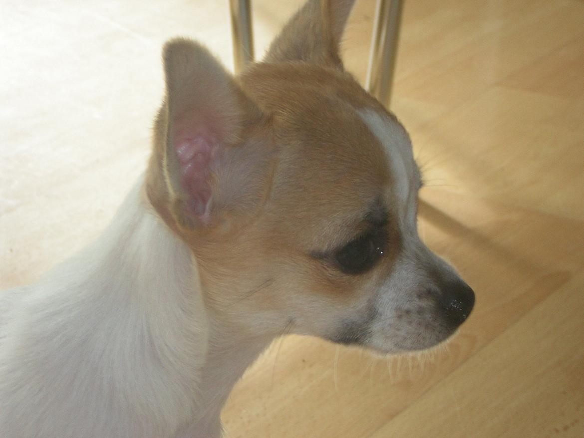 Chihuahua Maggie billede 2