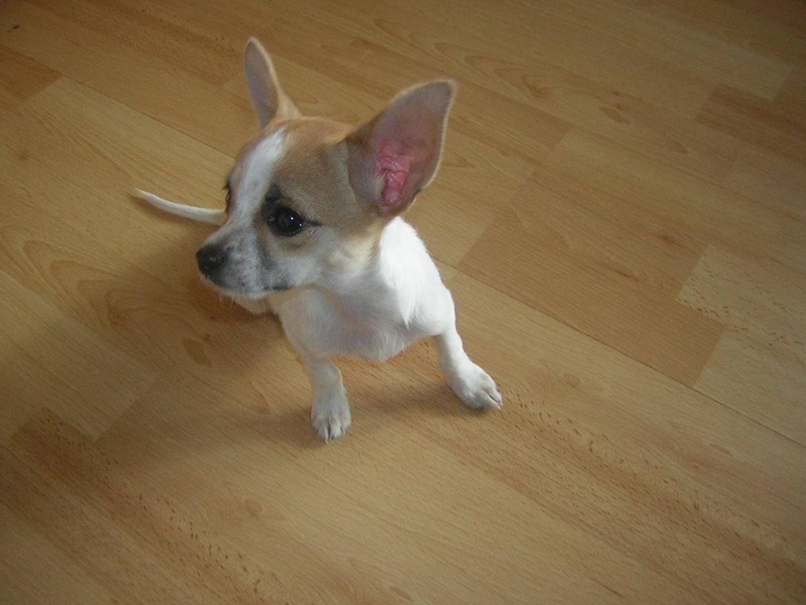 Chihuahua Maggie billede 3