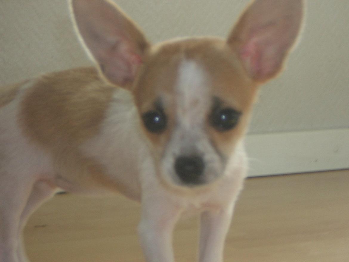 Chihuahua Maggie billede 5