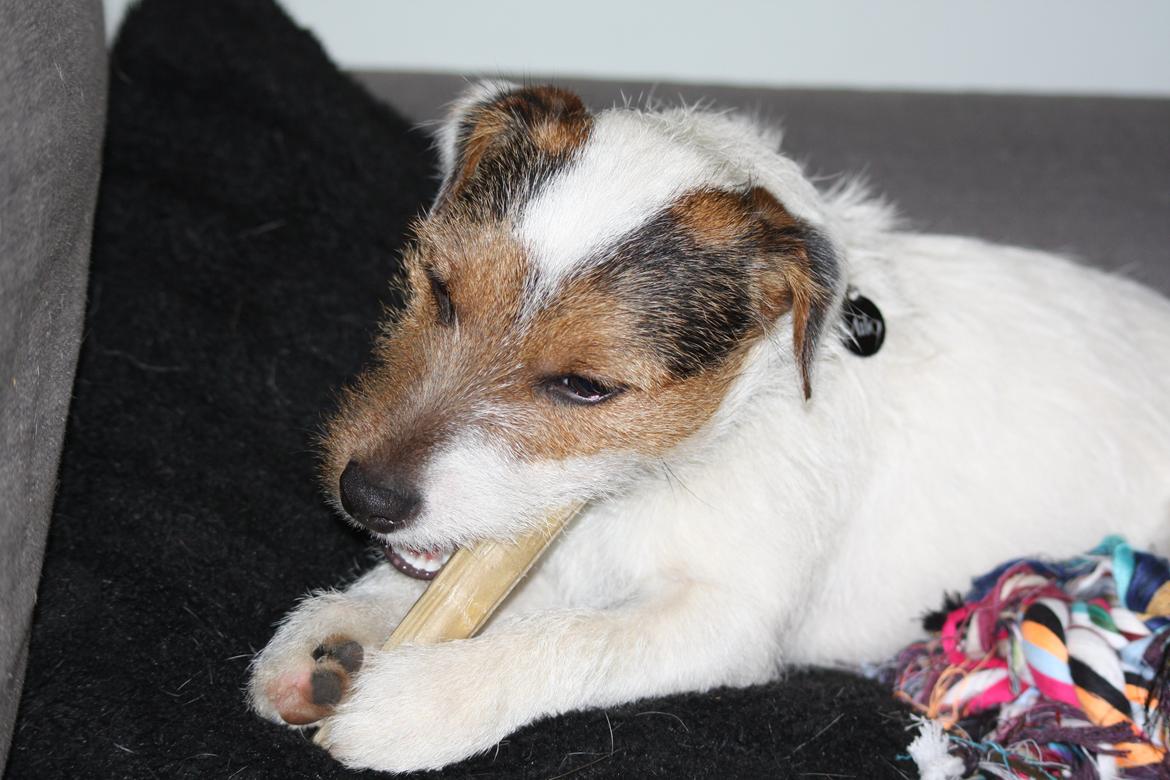 Jack russell terrier Milo billede 2