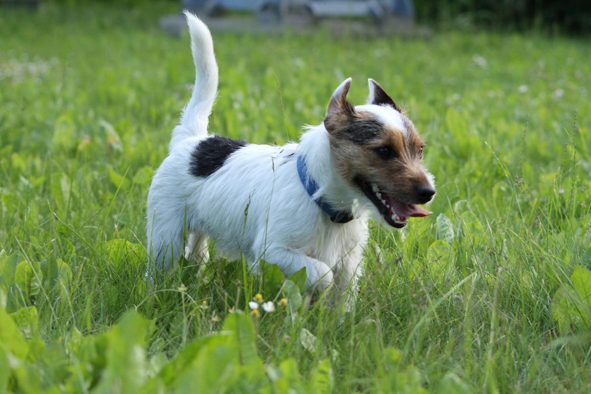Jack russell terrier Milo billede 3