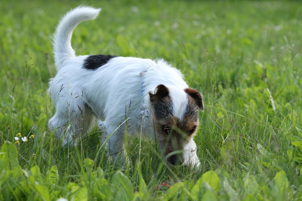 Jack russell terrier Milo billede 4
