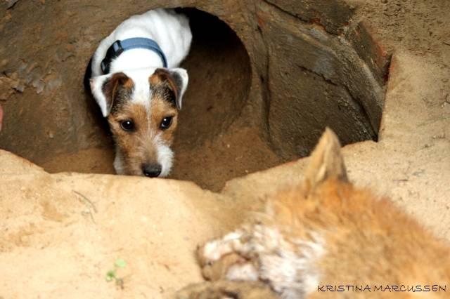 Jack russell terrier Milo billede 7